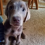 Mark Heise - @heisecarpentry - Instagram