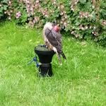 Mark Herbert - @female_peregrine - Instagram