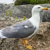 Mark Herrmann - @mark.herrmann4 - TikTok