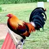 Mark Hill - @mark.hill51 - TikTok