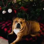 Danielle Mark Hodgin - @big_reds_momma - Instagram