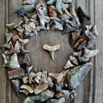 Mark Hoffer - @scfossilhunter - Instagram