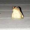 Markhorn - @mark.36 - TikTok