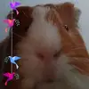 markohorniak - @markohorniak - TikTok