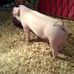 Mark Hosier and Family Showpigs - Facebook
