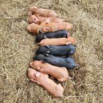 Mark howington - @howiehogs - Instagram