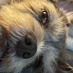 Mark Hsieh - @mark_mark_bo_bark - Instagram