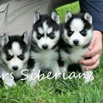Mark and Lorrie Isler - @isler_siberians - Instagram