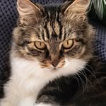 Markison The Cat - @markisonn - Instagram