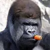 marko_janos - @marko_janos - TikTok