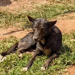 Mark Johns - @rescuewithmarkjohns - Instagram