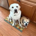 Mark Kautz - @kdoggie1 - Instagram