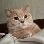 Марк the Кот 🥺 - @markkotofey - Instagram