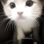meow - @mark.kulishov - Instagram