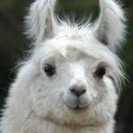 Mark Lama - @the_lamanator3.141592653589327 - Instagram