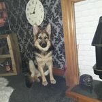 Mark Lamb - @marklamb3942 - Instagram