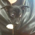 Mark Lammers - @buddhaandmepetshare - Instagram