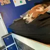 Jackson's pets - @marklancaster930 - TikTok
