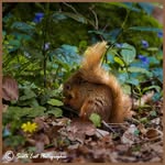 Mark Landers - @landers2168wildlife - Instagram