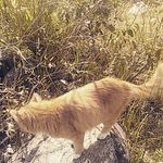 Mark Langille (marcus fya) - @orangelynx_adventurecat - Instagram