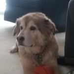 mark langlitz - @markl765432 - Instagram
