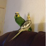 Mark Lansdown - @casper_parrot_and_friends - Instagram