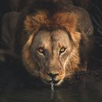 Mark Lechner - @sukkumorzi - Instagram