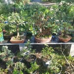 Mark leishman - @mrbonsai_living_art - Instagram