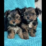 mark leo - @yorkielove460 - Instagram