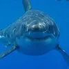 Mark Liston - @sharkboy2469 - TikTok