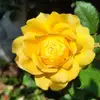 Mark Loosemore - @mark.loosemore5 - TikTok