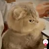 Mark Luu - @chino_gaesaekki - TikTok
