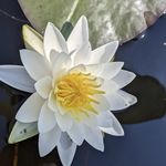 Mark MacDougall - @mfmacdougall - Instagram