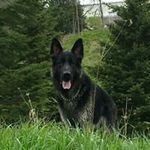 Mark MacDougall - @mmacdougall7 - Instagram