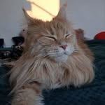 Mark Steve - @mark_maine_coon_for_adoption - Instagram