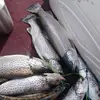 Mark Maleymaley - @mark.maleymaley - TikTok