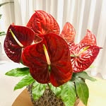 Markus Mandelbaum - @markusmandelbaum - Instagram