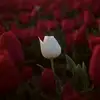 MarkusMathisen - @isaiahswd05 - TikTok