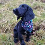 mark mccormack - @sprocker1001 - Instagram