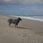 Mark McElroy - @bluedog417 - Instagram
