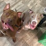 Marcus mcgruder - @southeastkennel352 - Instagram