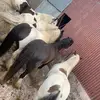 mark mc gurk - @mark.mc.gurk - TikTok