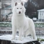 Mark'Mello Siberian's - @markmello_siberians - Instagram