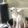 Marko Moes - @marko.moes4 - TikTok