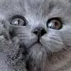 user5210700612664 - @markmol1 - TikTok