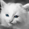 mark moser - @mark.moser8 - TikTok