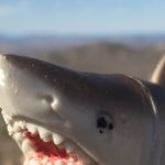 Mark Shark - @mark_the_mountain_shark - Instagram