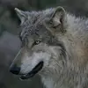 Markus - @marknau1 - TikTok
