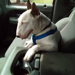Mark Nott - @hogrnott - Instagram