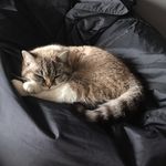Mark obermann - @theswen___ - Instagram